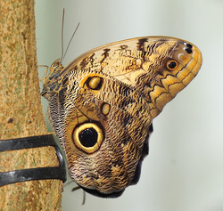 Butterflies portfolio